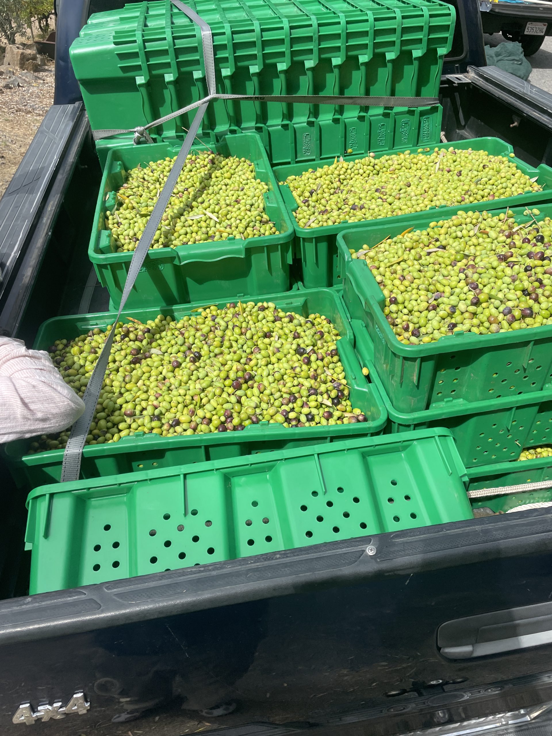 Olive Harvest 2026
